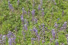 Wild Lupine