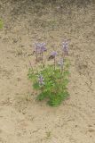 Wild Lupine, Lupinus perennis