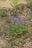 Wild Lupine, Lupinus perennis