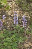 Wild Lupine, Lupinus perennis
