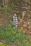 Wild Lupine, Lupinus perennis