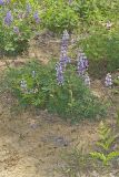 Wild Lupine, Lupinus perennis
