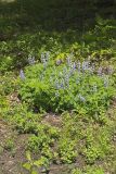 Wild Lupine, Lupinus perennis