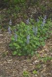 Wild Lupine, Lupinus perennis