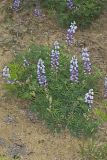 Wild Lupine, Lupinus perennis