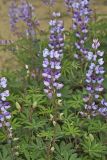 Wild Lupine, Lupinus perennis