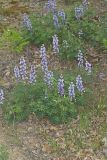 Wild Lupine, Lupinus perennis
