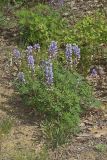 Wild Lupine, Lupinus perennis
