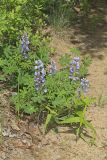Wild Lupine, Lupinus perennis