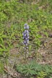 Wild Lupine, Lupinus perennis