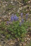 Wild Lupine, Lupinus perennis