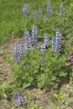 Wild Lupine, Lupinus perennis
