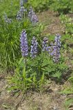 Wild Lupine, Lupinus perennis