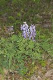 Wild Lupine, Lupinus perennis