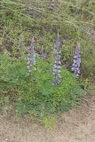Wild Lupine, Lupinus perennis