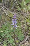 Wild Lupine, Lupinus perennis