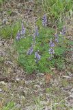 Wild Lupine, Lupinus perennis