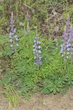 Wild Lupine, Lupinus perennis