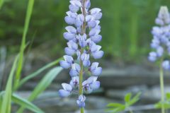 Wild Lupine, Lupinus perennis