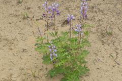Wild Lupine, Lupinus perennis