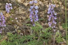 Wild Lupine, Lupinus perennis