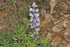 Wild Lupine, Lupinus perennis