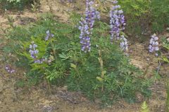 Wild Lupine, Lupinus perennis