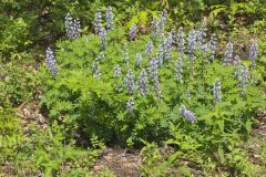 Wild Lupine, Lupinus perennis