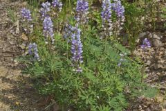 Wild Lupine, Lupinus perennis