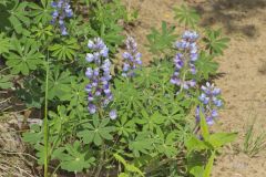 Wild Lupine, Lupinus perennis