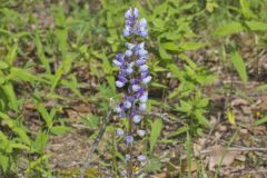 Wild Lupine, Lupinus perennis