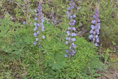 Wild Lupine, Lupinus perennis