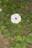 Wild Potato Vine, Ipomoea pandurata