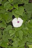 Wild Potato Vine, Ipomoea pandurata