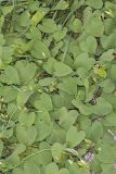 Wild Potato Vine, Ipomoea pandurata