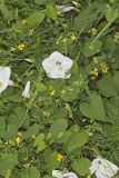 Wild Potato Vine, Ipomoea pandurata