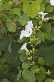 Wild Potato Vine, Ipomoea pandurata