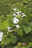 Wild Potato Vine, Ipomoea pandurata