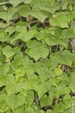 Wild Potato Vine, Ipomoea pandurata