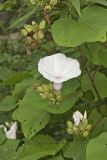Wild Potato Vine, Ipomoea pandurata