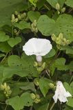 Wild Potato Vine, Ipomoea pandurata