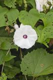 Wild Potato Vine, Ipomoea pandurata