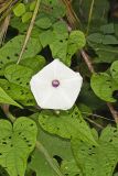 Wild Potato Vine, Ipomoea pandurata