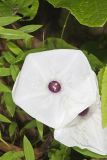 Wild Potato Vine, Ipomoea pandurata