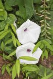 Wild Potato Vine, Ipomoea pandurata
