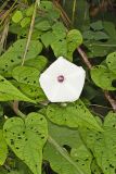 Wild Potato Vine, Ipomoea pandurata