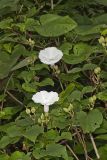 Wild Potato Vine, Ipomoea pandurata