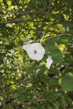 Wild Potato Vine, Ipomoea pandurata