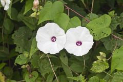 Wild Potato Vine