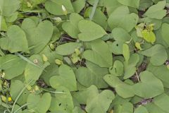 Wild Potato Vine, Ipomoea pandurata